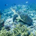 Hawksbill turtle