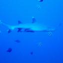 Whitetip reef shark