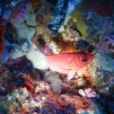 Soldierfish