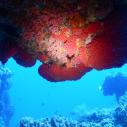 red soft coral