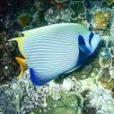 Emperor angelfish