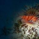 Lionfish