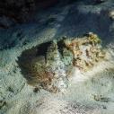 Scorpionfish
