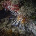 Sea urchin