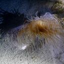 Long hair anemone