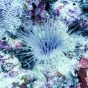 Long hair anemone