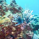 Lionfish