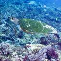 Hawksbill greenback turtle