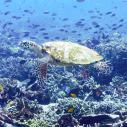 Hawksbill turtle