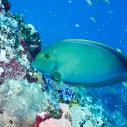 Surgeonfish