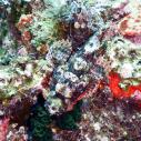 Scorpion fish