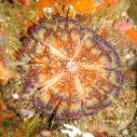 Fire urchin