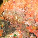 Scorpionfish