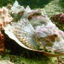 Scorpionfish