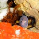 White eye moray eel