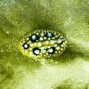 Nudibranch