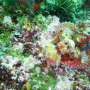 Scorpionfish
