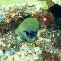 Moray eel