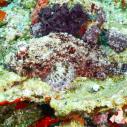 Scorpionfish