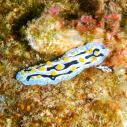 Nudibranch