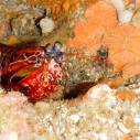 Mantis shrimp