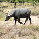 Water buffalo