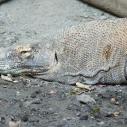 Komodo dragon