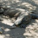 Komodo dragon