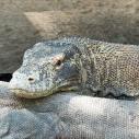 Komodo dragon