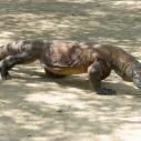 Komodo dragon
