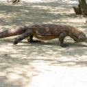 Komodo dragon