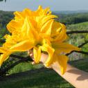 Fleurs de courgette