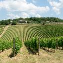 Chianti vineyards