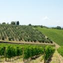 Chianti vineyards
