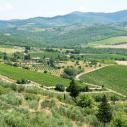 Chianti vineyards