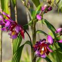 Sobralia dichotoma Orchyds