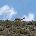 Vicuna