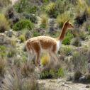 Vicuna