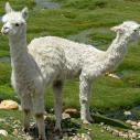 Baby alpaca