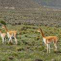 Vicuna