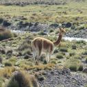 Vicuna