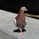 Pigeon