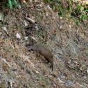 Agouti