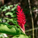 Red ginger flower