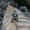 Green and black poison frog