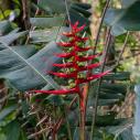 Lobster claw heliconia