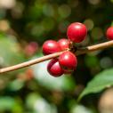 Coffe fruit