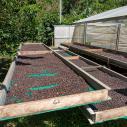 Drying coffee bean