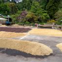Drying coffee beans