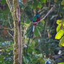 Quetzal